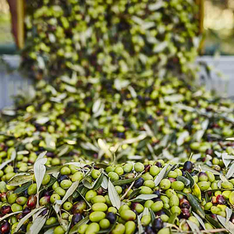 Frisch und jung geerntete Bio-Oliven für die Olivenöle aus Kalabrien.