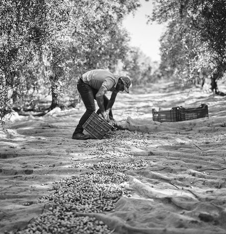 Mensch erntet Oliven im Feld.
