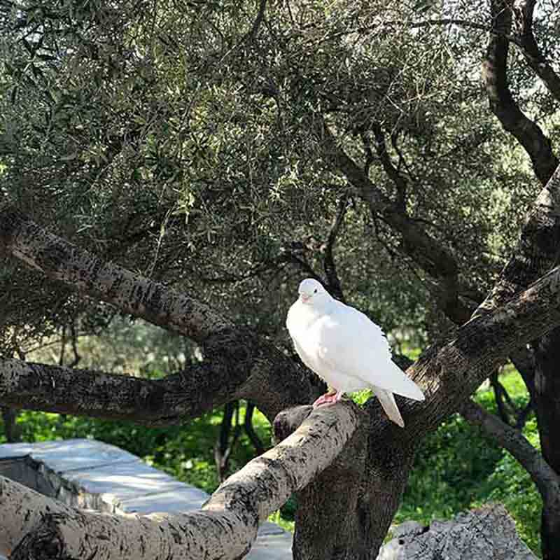 Weiße Taube sitzt auf einem Ast eines Olivenbaums in einem Olivenhain von Olio Pace.