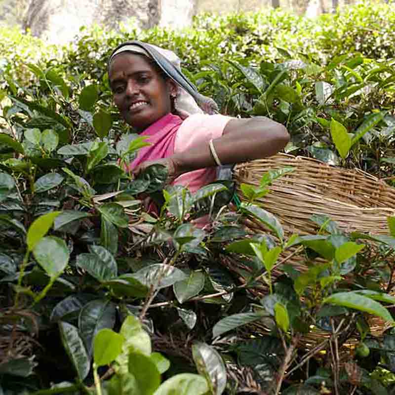 Person erntet Teeblätter im Feld.
