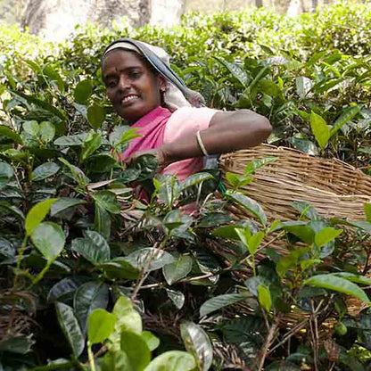 Person erntet Teeblätter im Feld.