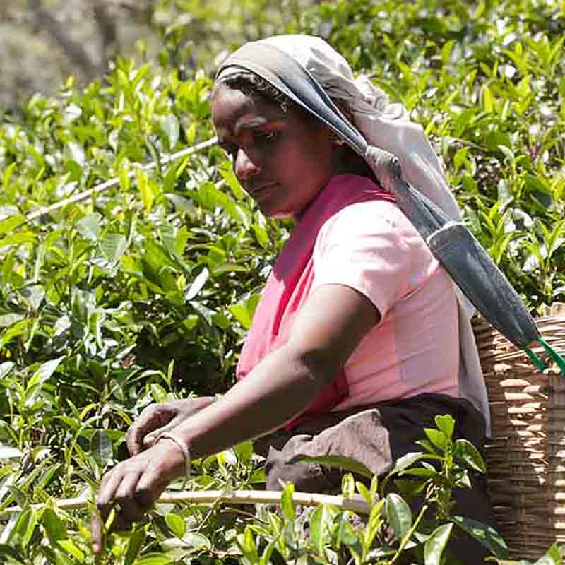 Frau erntet Teeblätter im Feld.