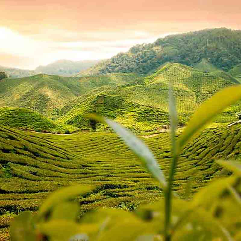 Teeplantage bei Sonnenuntergang.