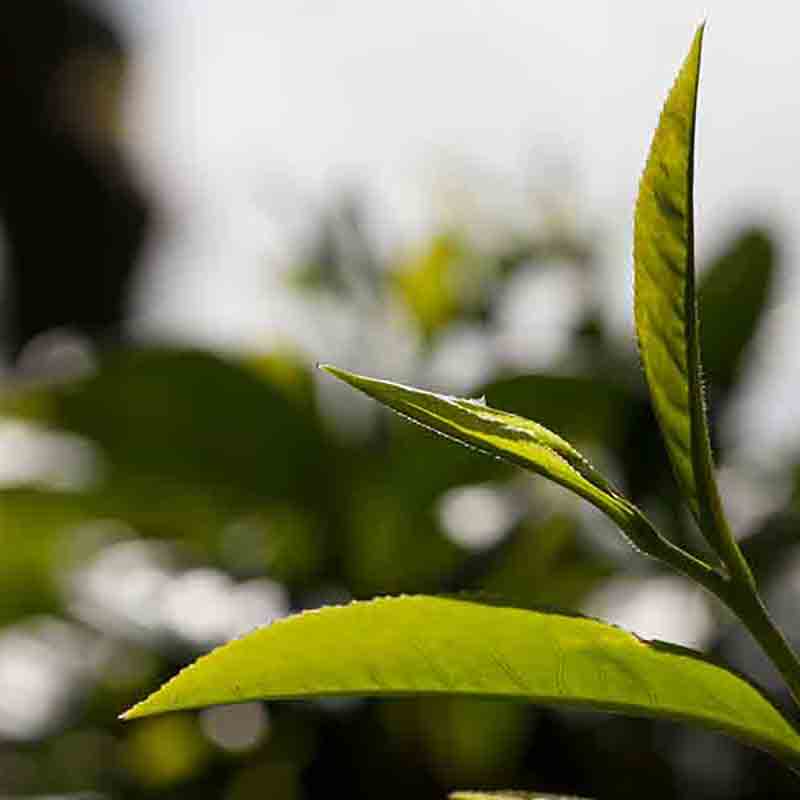 Teeblätter in Nahaufnahme.