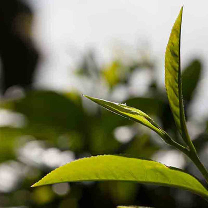 Teeblätter in Nahaufnahme.