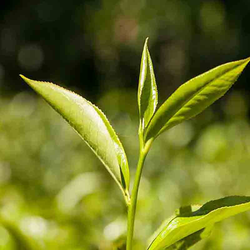 Teeblätter an einem Zweig.