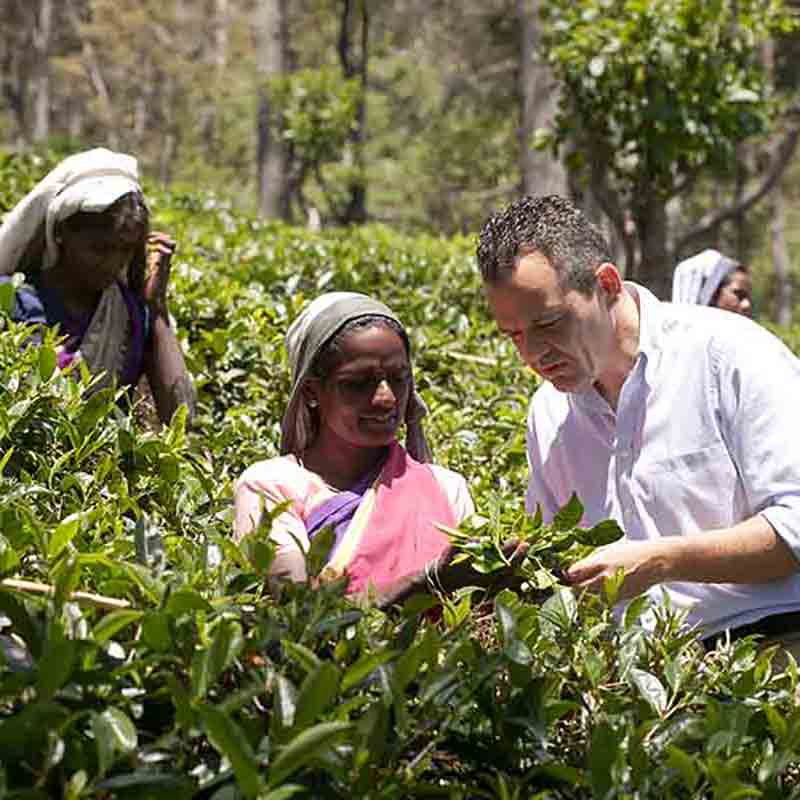 Menschen ernten Tee in Plantage.