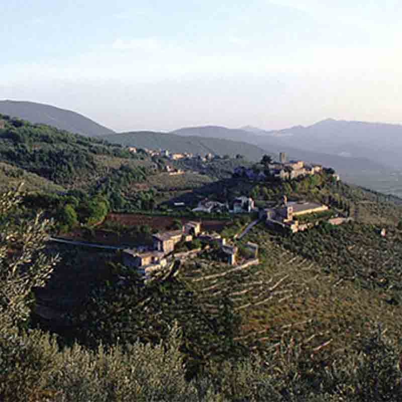 Olivenhaine in den Hügeln Umbriens, Herkunftsterroir des Moraiolo von Terre Francescane.