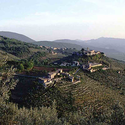Olivenhaine in den Hügeln Umbriens, Herkunftsterroir des Moraiolo von Terre Francescane.