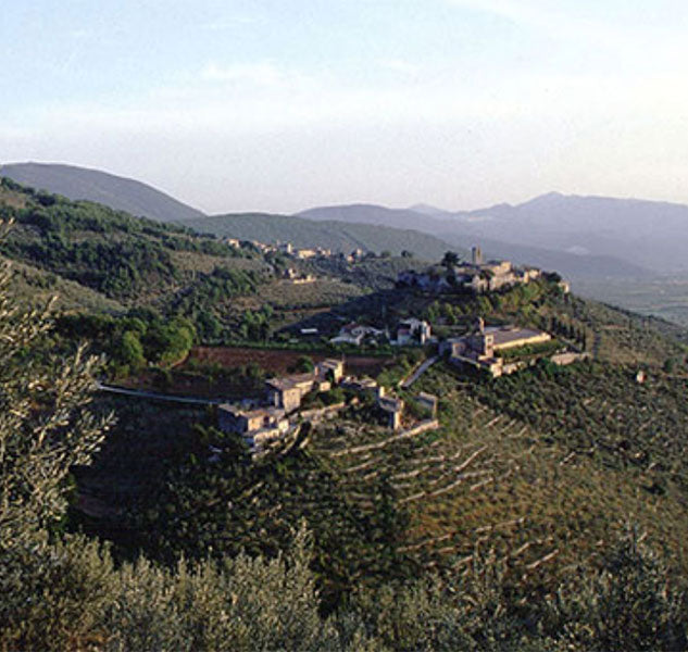 Hügelige Landschaft mit Olivenhainen.