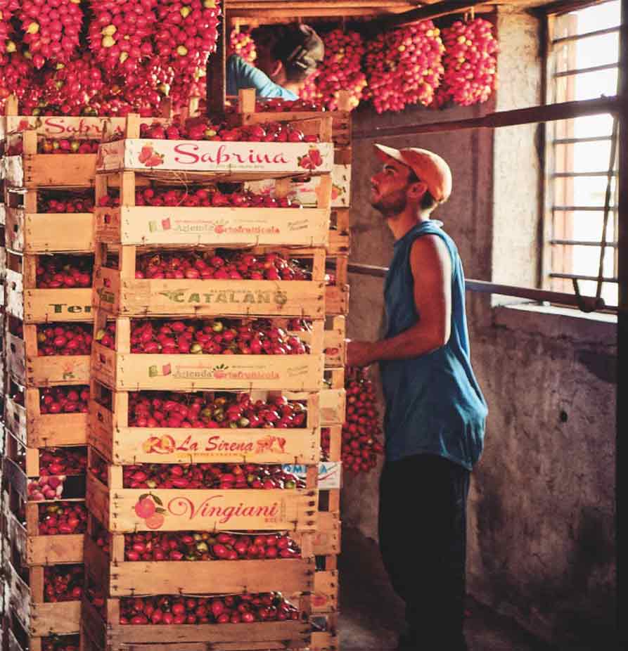 Mann stapelt Kisten mit Tomaten in Lagerhaus.