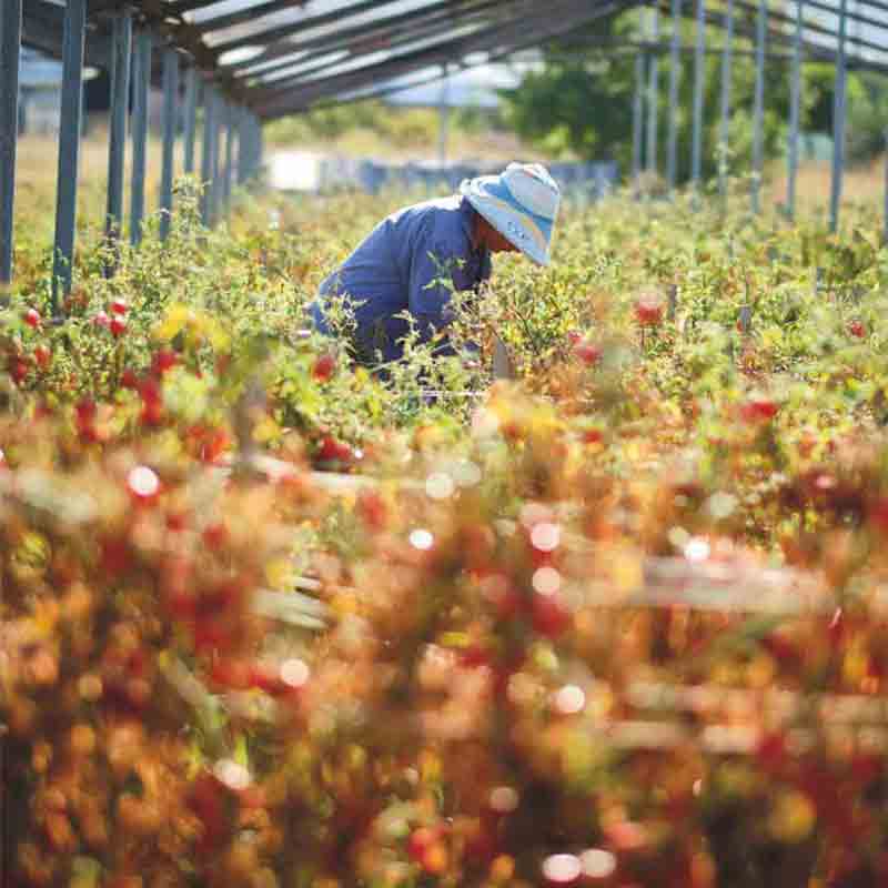 Tomatenernte in der glühenden Sonne Süditaliens.