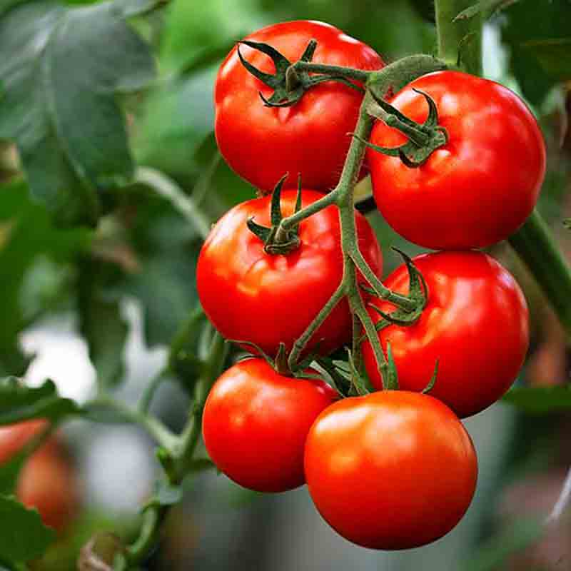 Frische Tomaten am Strauch in Italien