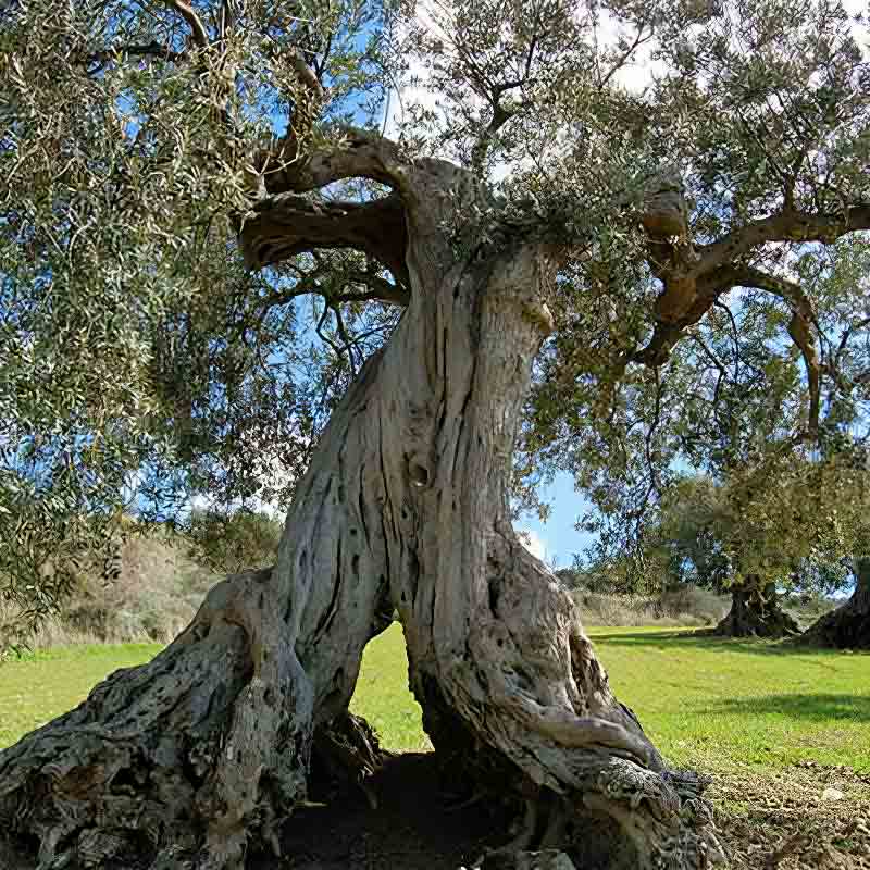 Ein alter Olivenbaum auf den Hainen der Frantoi Cutrera