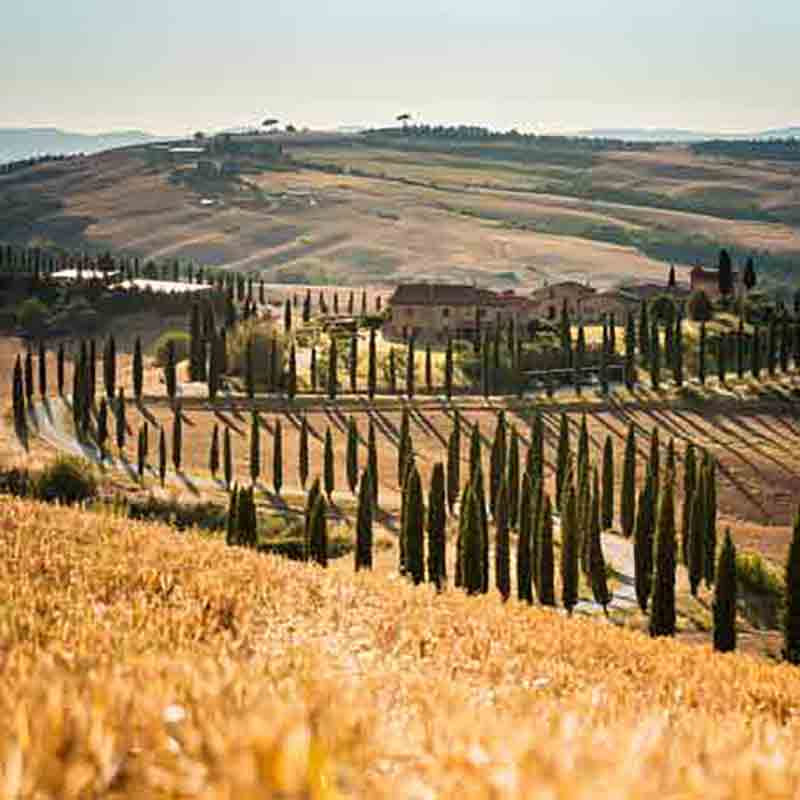 Toskanische Landschaft mit Zypressenallee.