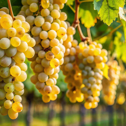 Trauben hängen an Reben im Sonnenlicht.