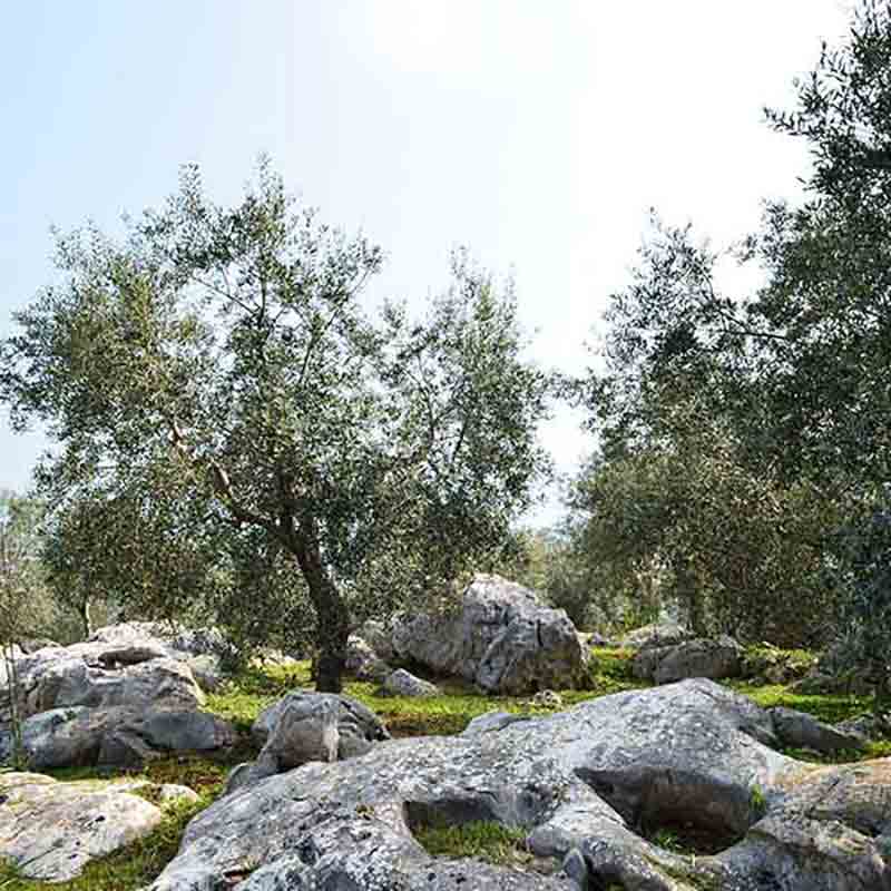 Steinige Olivenhaine unter blauem Himmel.