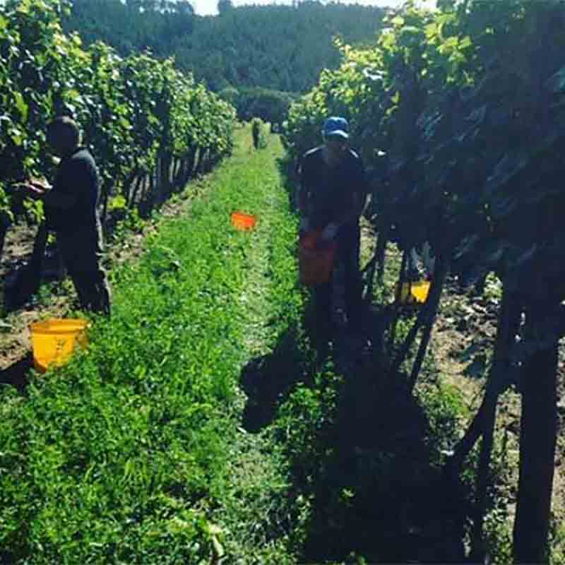Weinberg mit arbeitenden Menschen.