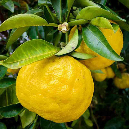 Reife Yuzu-Frucht am Baum.