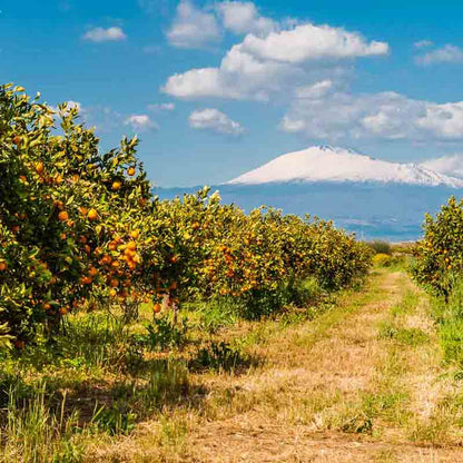 Orangenbäume vor schneebedecktem Berg.