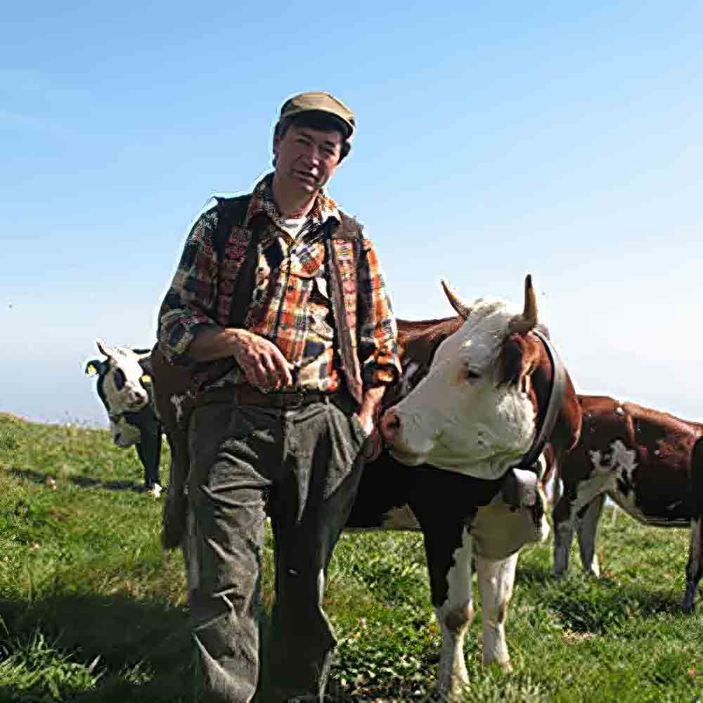 Mann mit Kühen auf Wiese.