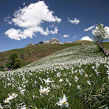 Blumenwiese vor Berglandschaft.