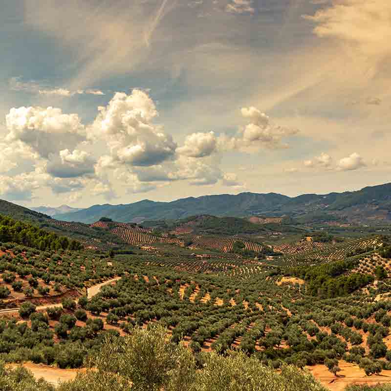 Olivenhain in hügeliger Landschaft.