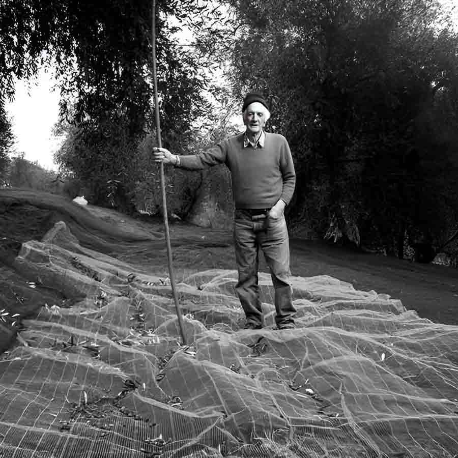 Mann erntet Oliven mit Netz.