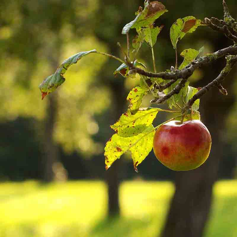 Apfel am Baum im Sonnenlicht.