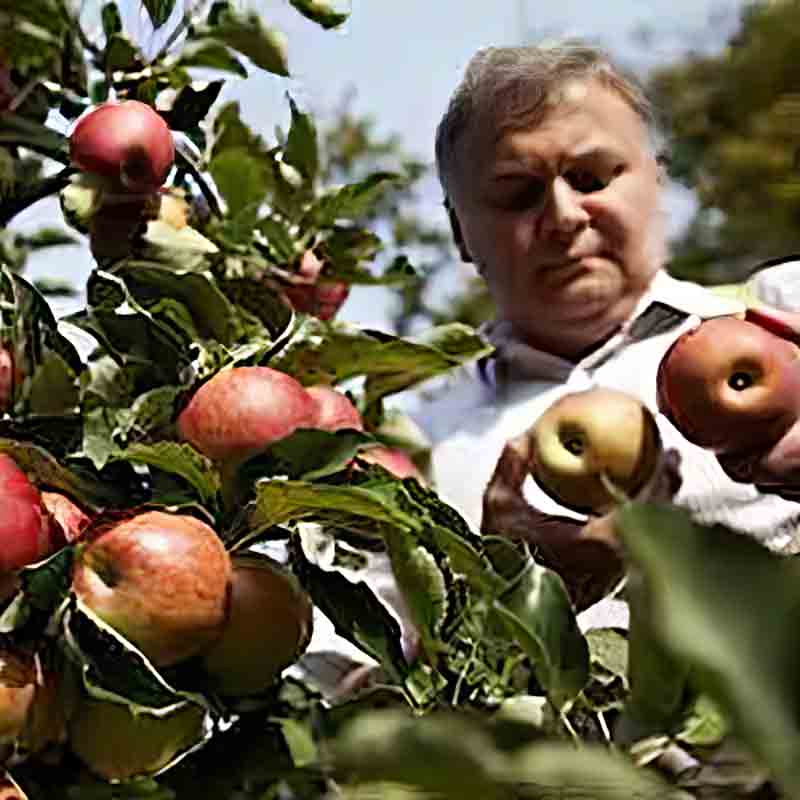 Mann erntet Äpfel vom Baum.