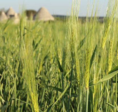 Pasta Sgambara Spaghettini 500g