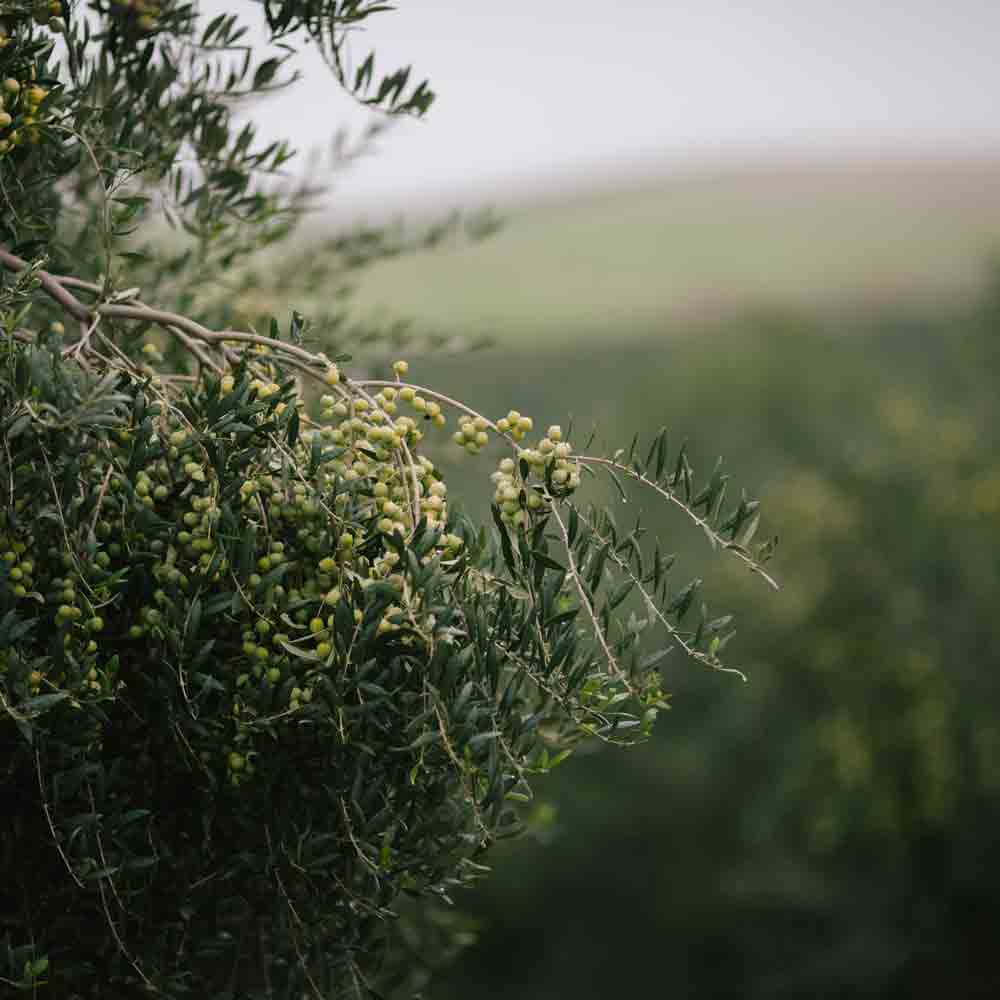 Olivenzweig mit grünen Oliven.