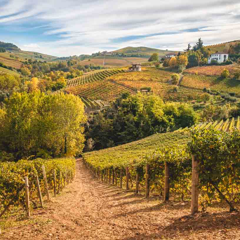 Weinberge in hügeliger Landschaft unter bewölktem Himmel.