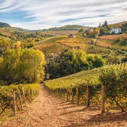 Weinberge in hügeliger Landschaft unter bewölktem Himmel.