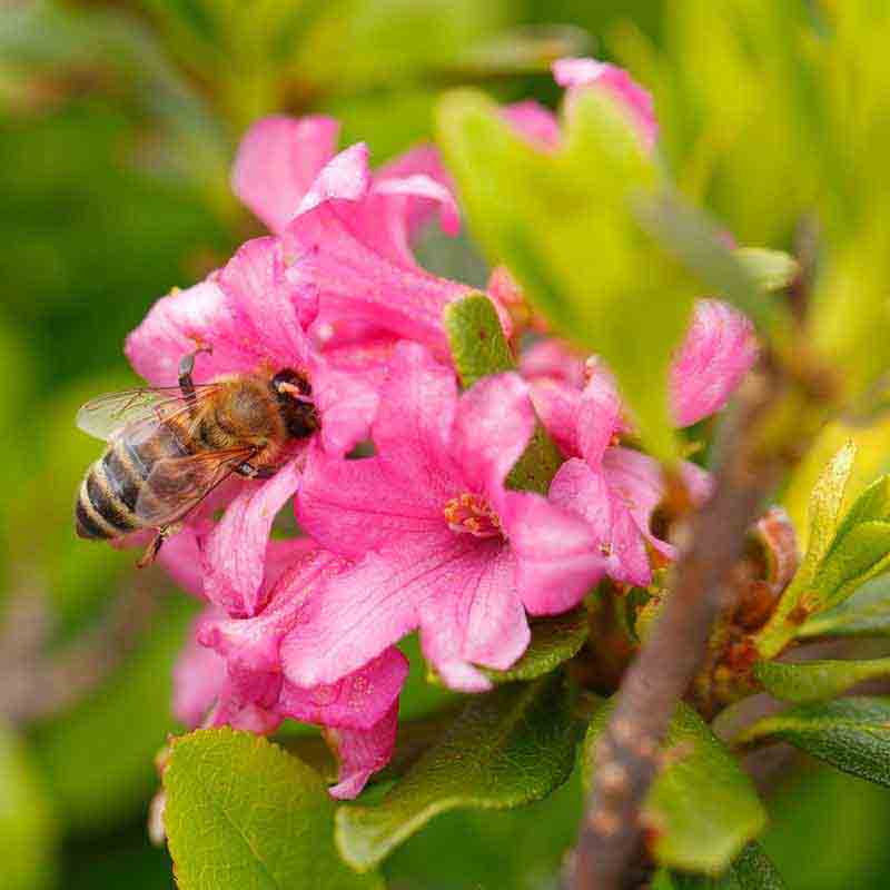 Biene auf pinken Blüten.