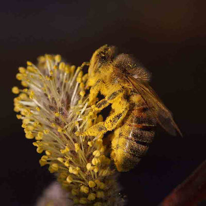 Biene auf blühender Pflanze.