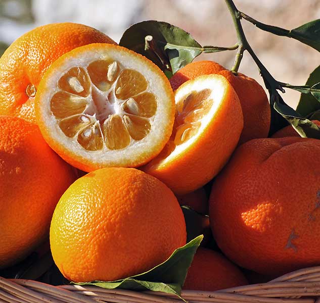 Bitterorangen in einem Korb mit Blättern.