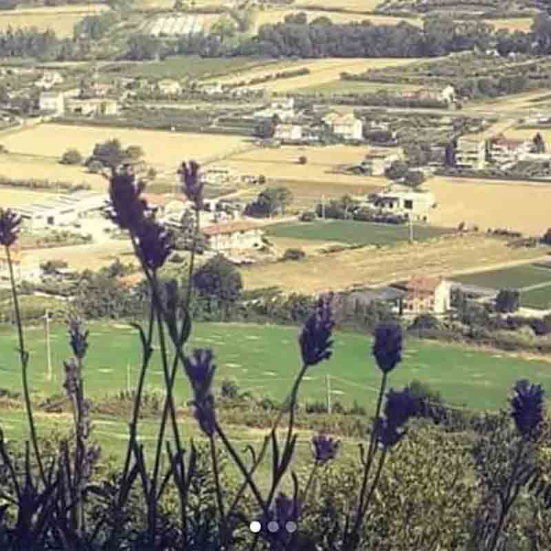 Landschaft mit Lavendel im Vordergrund.