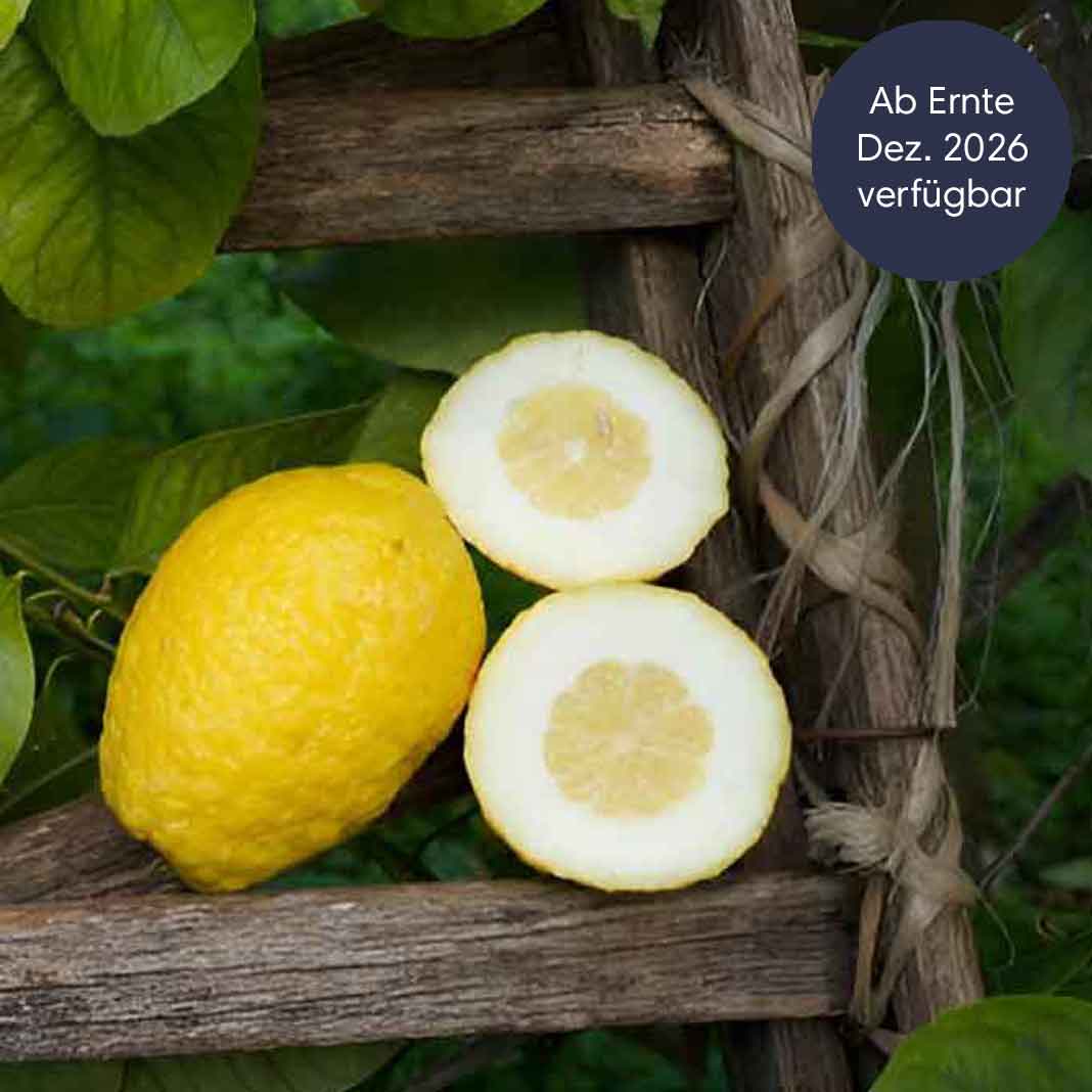 Cedri Zitronen aus Sizilien BIO