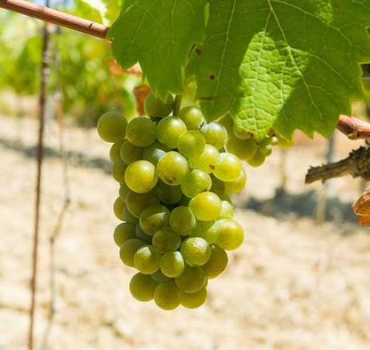 Weintrauben am Rebstock im Weinberg bei Sonnenschein.
