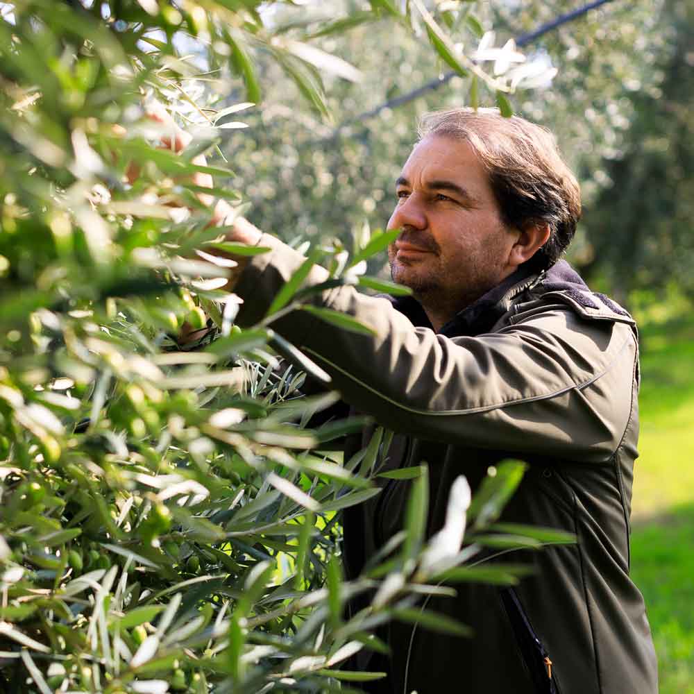 Inhaber Donato Conserva prüft Olivenreife im Haim
