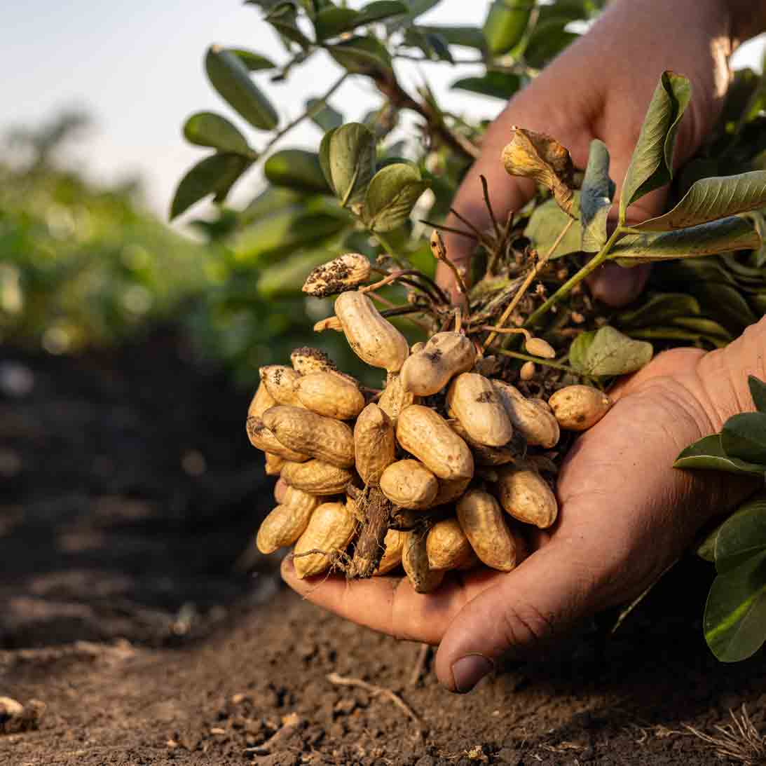Ernte von Erdnüssen in Händen auf einem Feld.