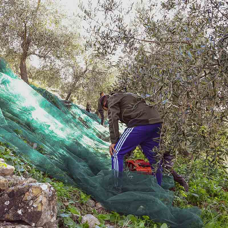 Olivenbauer bei der Ernte.