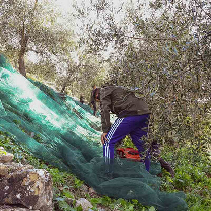 Olivenbauer bei der Ernte.