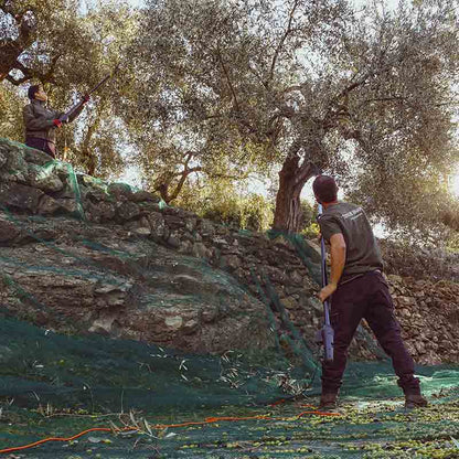 Olivenbauern bei der Ernte.