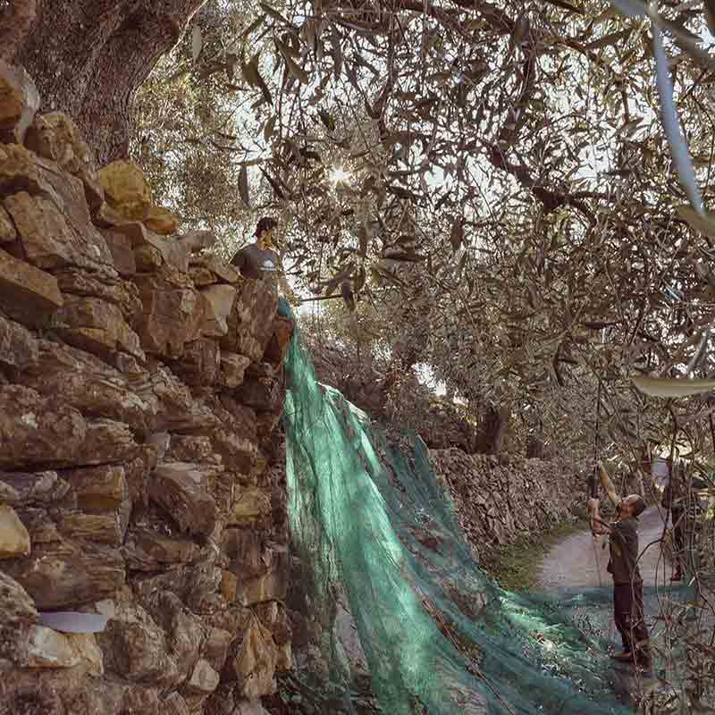 Olivenölernte mit Netzen unter Olivenbäumen in Steinlandschaft.