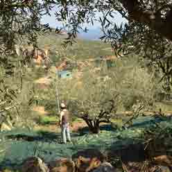 Lakudia natives Olivenöl extra im 5 Liter Kanister