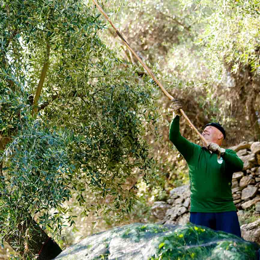 Mann erntet Oliven von Baum.