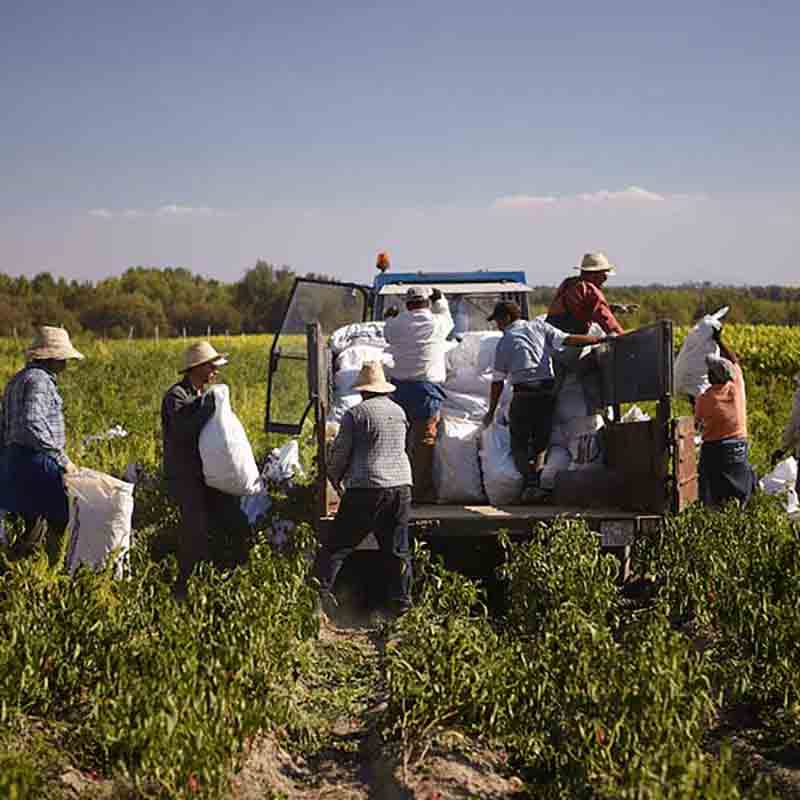 Paprika-Ernte in der Extremadura.
