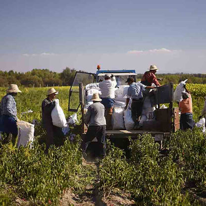 Paprika-Ernte in der Extremadura.